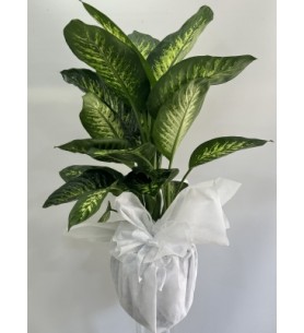 Difenbahya Tropic 120 cm