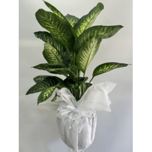 Difenbahya Tropic 120 cm