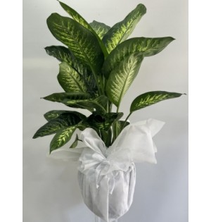 Difenbahya Tropic 120 cm