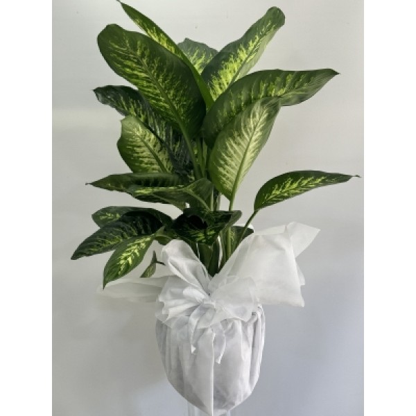 Difenbahya Tropic 120 cm