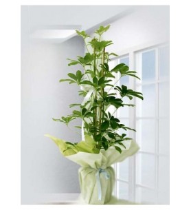 Schefflera Canlı Saksı Bitkisi