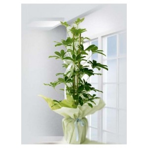 Schefflera Canlı Saksı Bitkisi