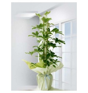 Schefflera Canlı Saksı Bitkisi