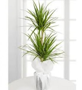 2'Lİ Marginata 
