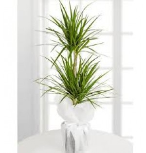 2'Lİ Marginata 